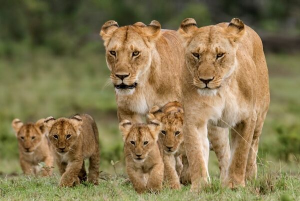 mara-lions