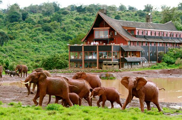 the-ark-elephants-aberdare-590×390
