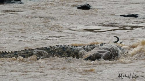 crocodile-attack-biting-the-neck-wildebeest