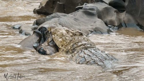 crocodile-attack-death-of-a-wildebeest