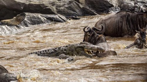 crocodile-attack-first-bite-mara-river
