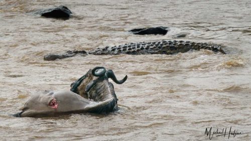 crocodile-attack-lone-wildebeest-mara-river