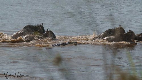 crocodile-attack-mara-river-wildebeest-swimming