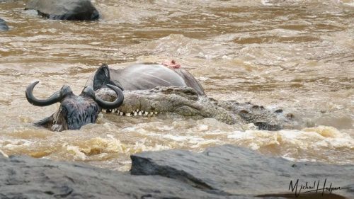A crocodile eats wildebeest