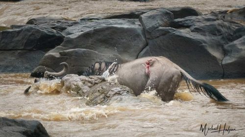 great-migration-crocodile-drowining-wildebeest