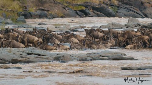 great-migration-crocodile-lurking-mara-river