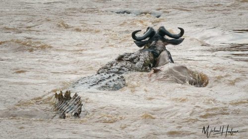 great-migration-crocodile-pushing-wildebeest-deeper