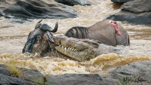 great-migration-crocodile-wildebeest-mara-river-1536x864