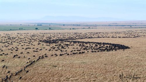 great-migration-wildebeest-herd-maasa-mara