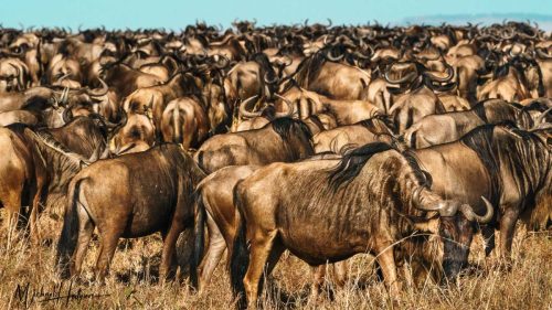 great-migration-wildebeest-herd-maasai-mara