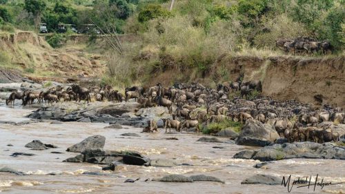 great-migration-wildebeest-stares-at-crocodile