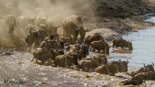 great-migration-wildebeest-swim-mara-river